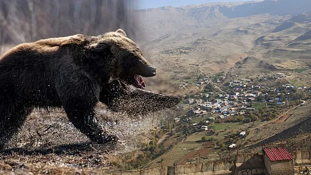Siirt'te Ayı Saldırısına Uğrayan 53 Yaşındaki Adam Yaralandı