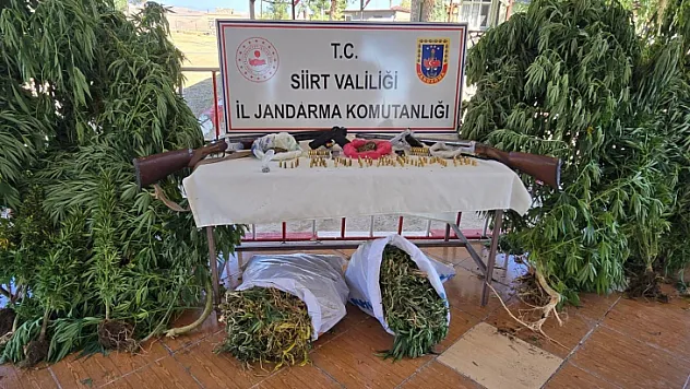 Siirt'te evinde kenevir eken zanlı tutuklandı: Silahlar ve Yüklü Miktarda Esrar Ele Geçirildi!