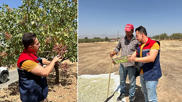Siirt Tillo'da Fıstık Üretiminde Olumsuz Havalara Rağmen Verim Yüksek Bekleniyor