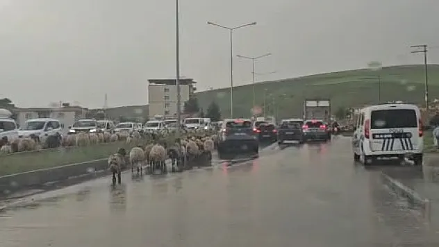 Siirt'te Göçerlerin Yayla Yolculuğu Başladı: Sürü Sahiplerinden Sürücülere Çağrı