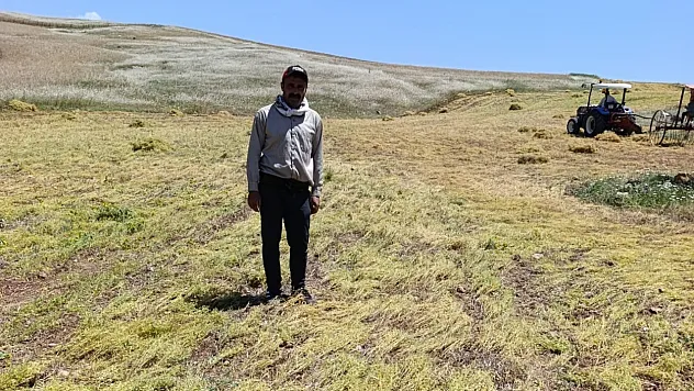 Siirt'te Hasada Günler Kala Şok Zarar: Koyunlar Tarlayı Telef Etti