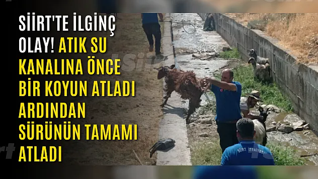 Siirt'te İlginç Olay! Atık Su Kanalına Önce Bir Koyun Atladı Ardından Sürünün Tamamı Atladı