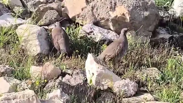 Siirt'te Kaçak Avcılığa Geçit Yok: Canlı Kınalı Keklik Avlayan Şahsa 63 Bin TL Ceza