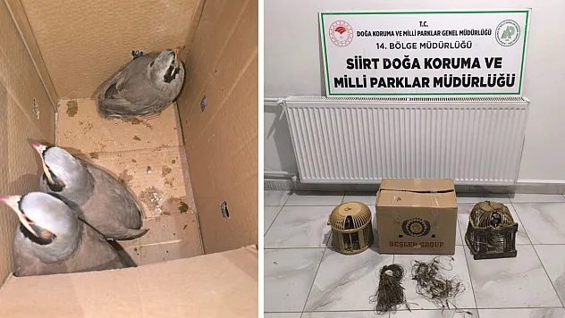 Siirt'te Kaçak Keklik Avcılığına Operasyon: 111.855 Lira Ceza Kesildi