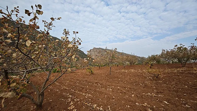 Siirt'te Kavurucu Sıcaklar 'Yeşil Altın'ı Vurdu!