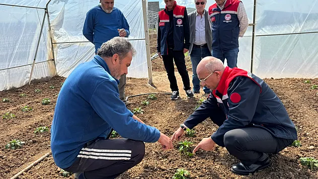 Siirt'te Sera Projesi Kapsamında İlk Fideler Toprakla Buluştu