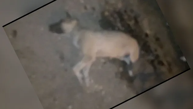 Siirt'te Vahşet! Sokak Köpeğine Yapılanlar Dehşete Düşürdü!