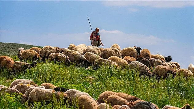 Şırnak'ta Sürpriz İş İlanı! O Belediye Personel Olarak Çoban Arıyor– Başvurular Bitiyor
