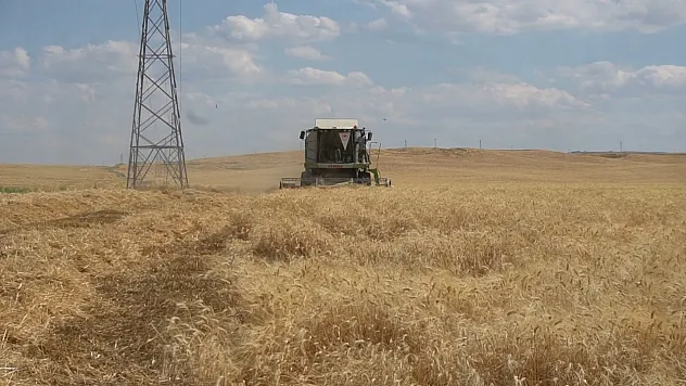 TMO 2025 Hububat Alım Fiyatlarını Açıkladı: Buğday ve Arpaya Destekli Ödeme