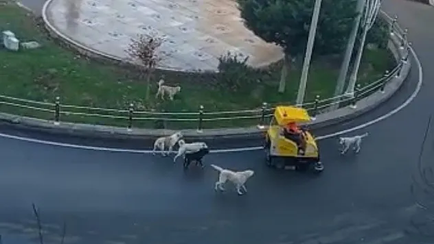 Siirt'te Temizlik Görevlisinin Sokak Köpekleriyle İmtihanı