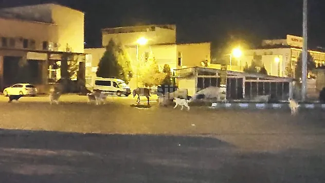 Ziyaret Beldesi'nde Başıboş Köpekler Eşeğe Saldırdı! Vatandaşlar Yetkililerden Çözüm Bekliyor... | Saldırı Anı Kamerada