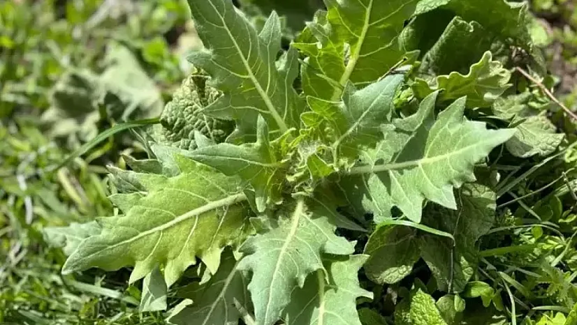 Kars'ta Güzelavrat otu yiyen 8 çocuk zehirlendi, biri nöbet geçirdi