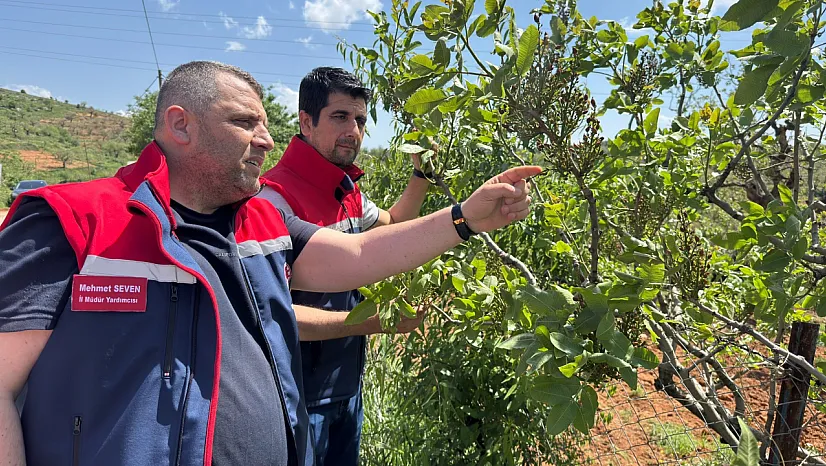 Siirt'te Tarım Ekipleri Hava Şartlarının Ürünlere Etkisini Yerinde İnceledi