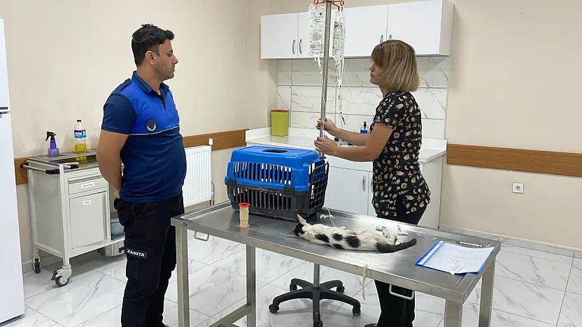 Kurtalan'da Yaralı Kediye Zabıta Sahip Çıktı