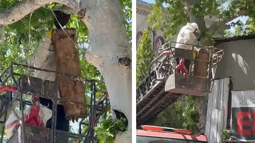 Pervari'de İtfaiye Ekipleri, Oğul Veren Arılar İçin Harekete Geçti!