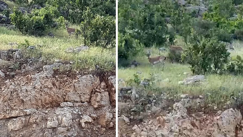 Siirt Eruh'ta Nadir Görülen Yaban Keçileri Görüntülendi