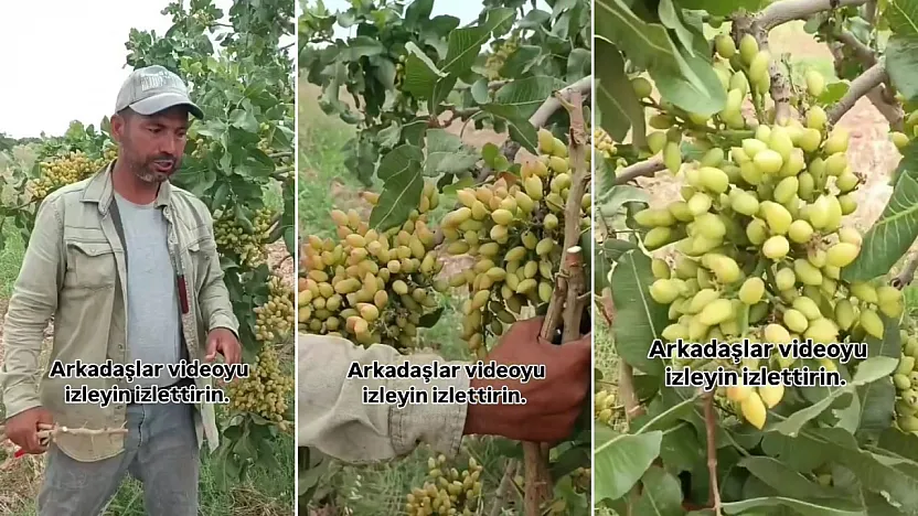 ''Siirt Fıstığı'' Şanlıurfa'da Rekor Verim Verdi: Aşı Ustası Almaz'dan Üreticilere Örnek Uygulama