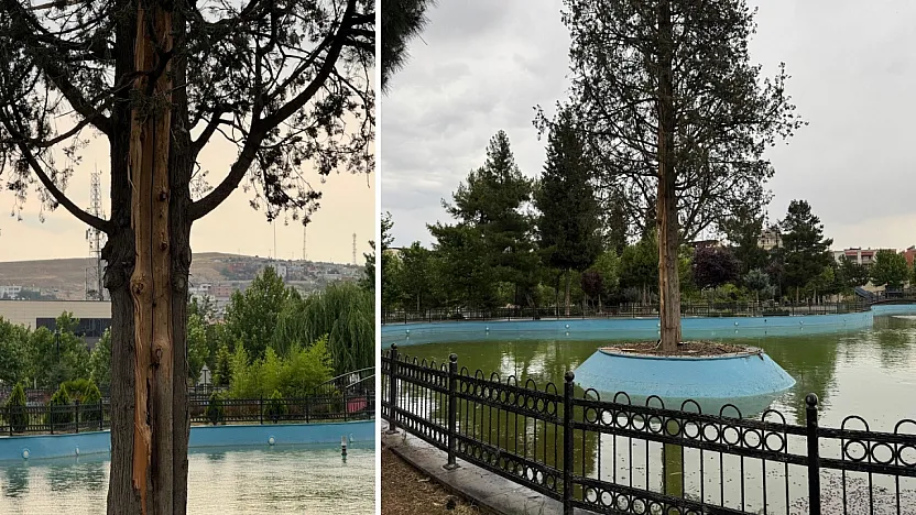 Siirt Kızlar Tepesi'nde Deprem Gibi Şimşek! Havuzdaki Ağaca İsabet Eden Yıldırım Elektrikleri Kesti