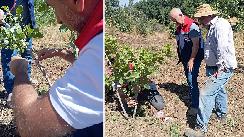 Siirt Şirvan'da Fıstık Bahçelerinde Uygulamalı Eğitim Verildi