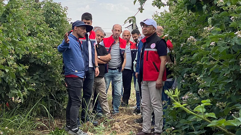 Siirt'te 34 Milyon TL Hibeyle 250 Dekar Böğürtlen Üretimi Başlayacak