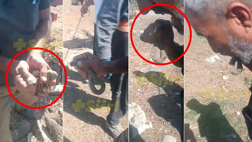 Siirt'te Ağızları Açık Bırakan Olay! Yılanı Gören Kaçar, O Isırdı