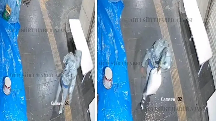 Siirt'te Fıstık Hırsızlığı Kamerada: Emniyet 12 Saatte Şüpheliyi Yakaladı