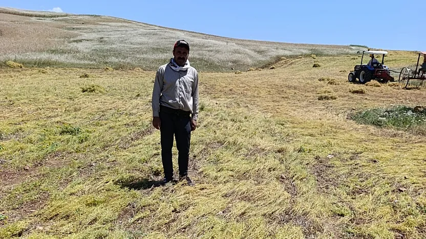 Siirt'te Hasada Günler Kala Şok Zarar: Koyunlar Tarlayı Telef Etti