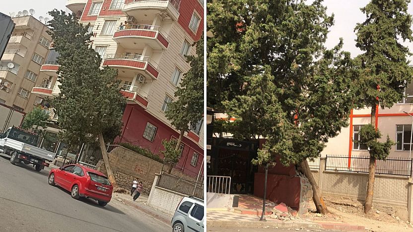 Siirt'te Rüzgar Çam Ağacını Devirdi: Facia Ucuz Atlatıldı