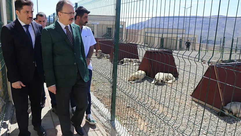 Siirt'te sahipsiz hayvanlara modern yaşam alanı: Doğa korunuyor, canlar güvenle yaşıyor