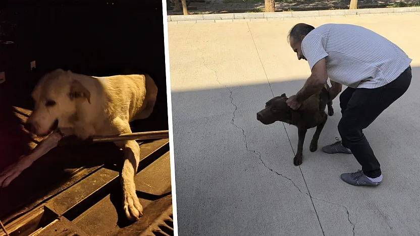 Siirt'te Sokaklarda Başıboş Köpeklerin Toplatılmasıyla İlgili Çalışmalar Sürüyor