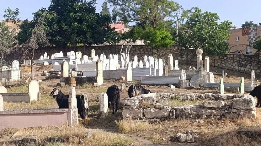 Siirt'te Vatandaş Tepkili: Siirt'te Mezarlık Bakımsızlıktan Harabeye Döndü, Hayvanlar Otluyor