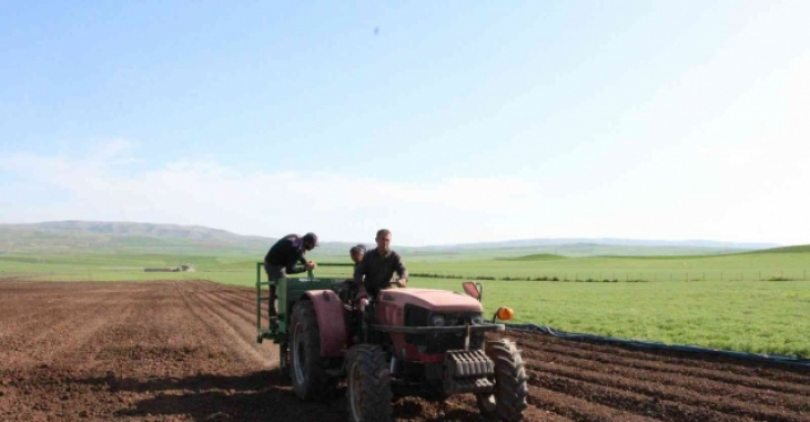 Siirt'te deneme amaçlı patates ekimi yapıldı