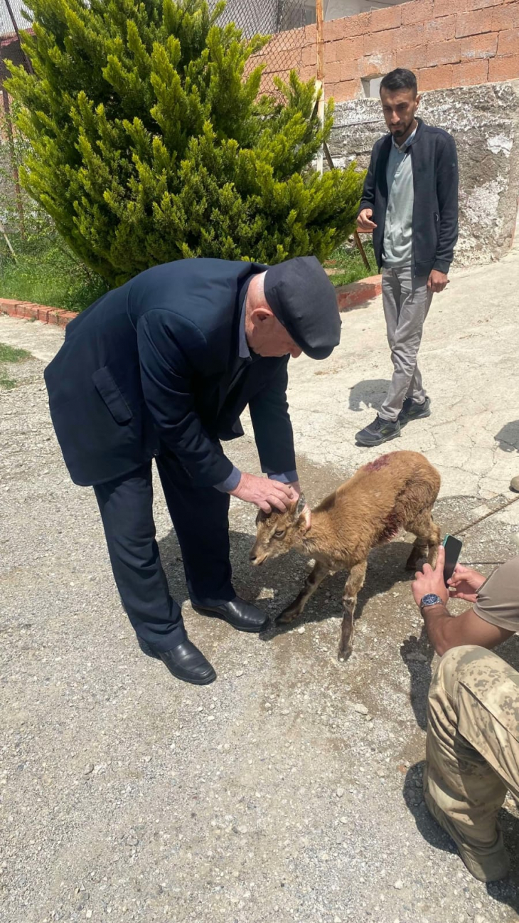 Siirt'te Yırtıcı Hayvan Saldırısında Yaralanan Minik Dağ Keçisini Vatandaşlar Kurtardı