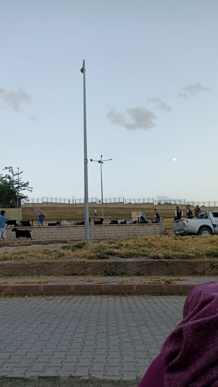 Sonunda Buda Oldu! Siirt'te Parka Giren Koyun ve Keçilere Zabıta Müdahale Etti