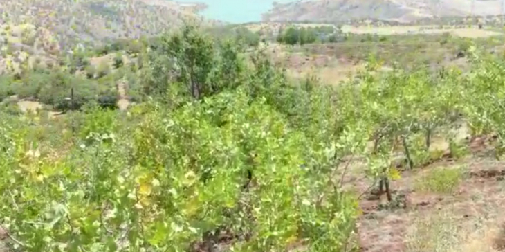 Artı Siirt Gündeme Getirmişti! Jandarma, Fıstık Bağlarını İnsansız Hava Araçlarıyla Koruyacak