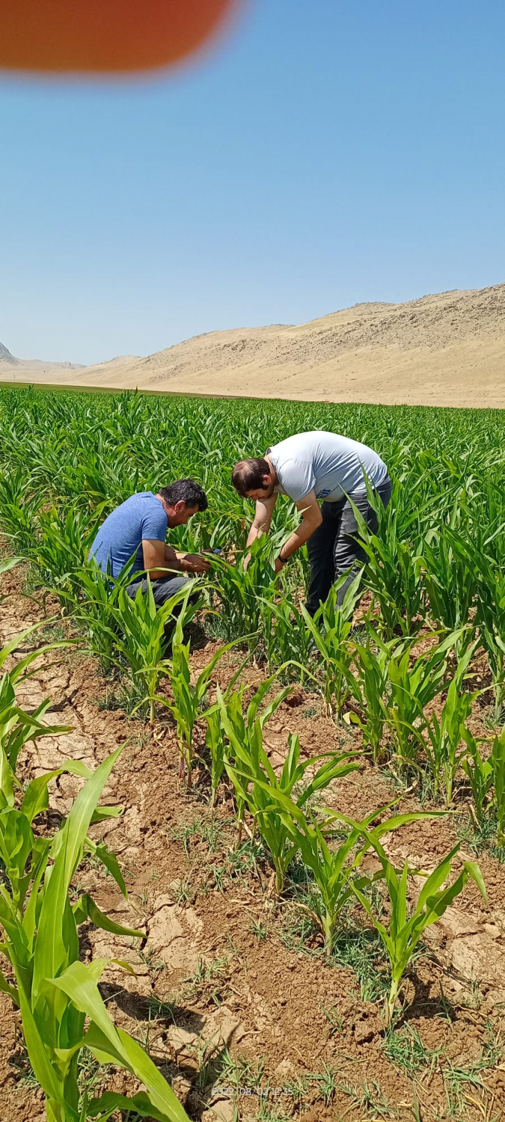 Siirt'te Çekirgelerin Tarım Arazilerine Verdiği Zarar Araştırıldı! Yetkililer Uyardı