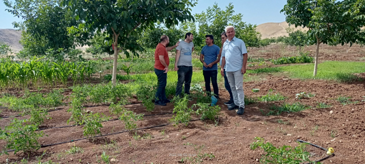 Siirt'te Çekirgelerin Tarım Arazilerine Verdiği Zarar Araştırıldı! Yetkililer Uyardı