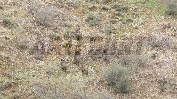 Siirt'te Yaban Domuzu Sürüsü Görüntülendi