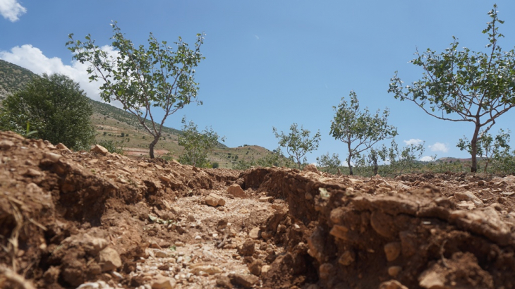 Siirt'te dolu 'yeşil altın'ı vurdu! Çiftçi destek bekliyor