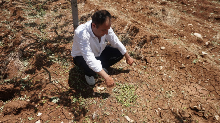 Siirt'te dolu 'yeşil altın'ı vurdu! Çiftçi destek bekliyor