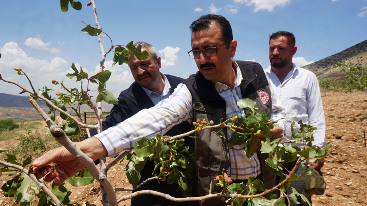 Siirt'te dolu 'yeşil altın'ı vurdu! Çiftçi destek bekliyor