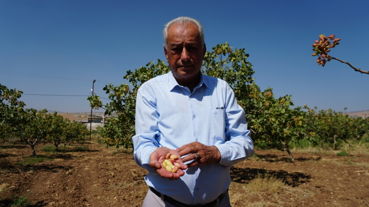 Siirt Fıstığında Akıl Almaz Hile! Ziraat Odası Başkanı Günbat, Önlem Alınması Konusunda Uyarıda Bulundu!