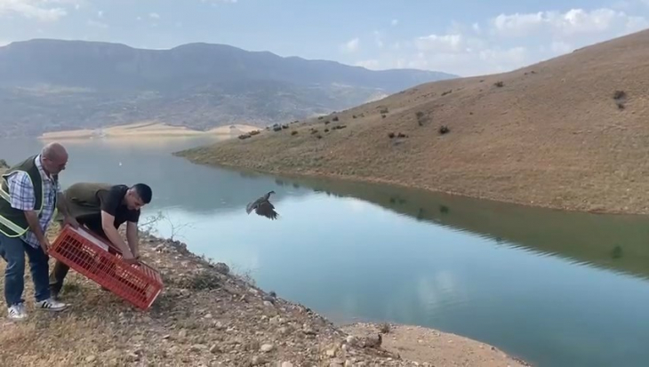 Siirt'te yüzlerce kınalı keklik doğaya bırakıldı!