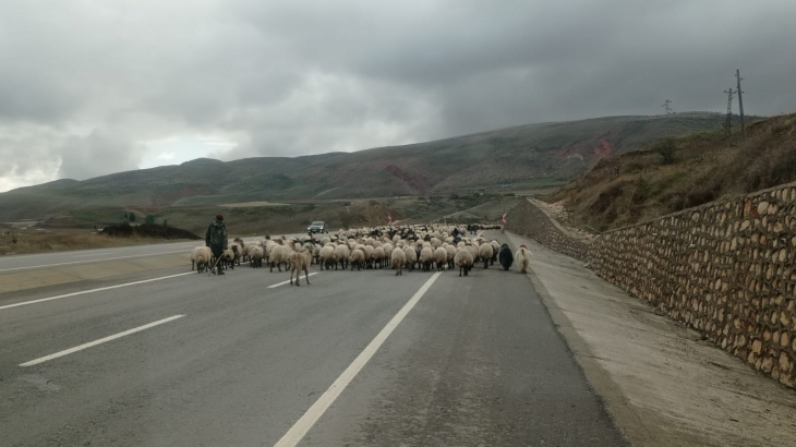 Siirtli koçerlerin yaylalardan dönüşü başladı