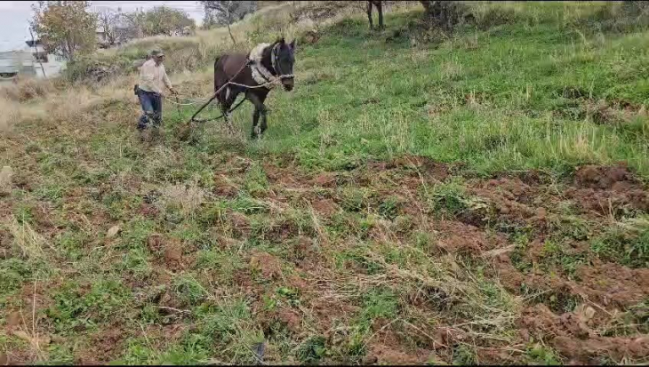 Siirtli çiftçi artan akaryakıt fiyatları nedeniyle ilkel yöntemlerle tarlayı sürmeye başladı