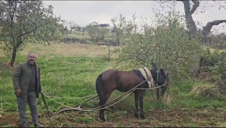 Siirtli çiftçi artan akaryakıt fiyatları nedeniyle ilkel yöntemlerle tarlayı sürmeye başladı