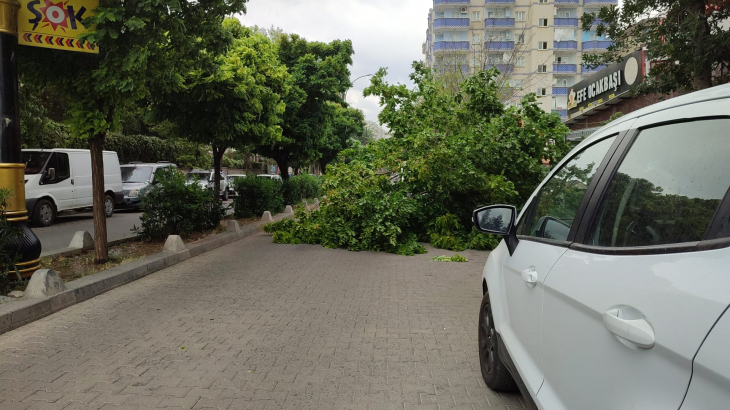 Siirt'te Şiddetli Rüzgarın Etkisi: Ağaç Park Halindeki Araçların Üzerine Devrildi