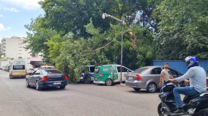 Siirt'te Şiddetli Rüzgarın Etkisi: Ağaç Park Halindeki Araçların Üzerine Devrildi