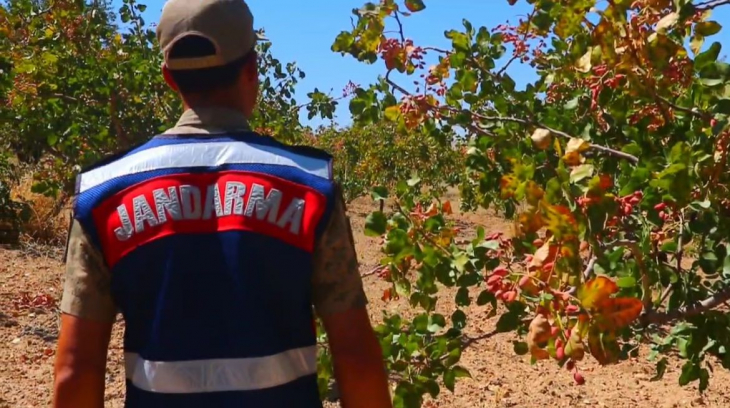 Siirt'te Fıstık Hırsızlarına Geçit Yok! Jandarma Dronlarla Nöbette